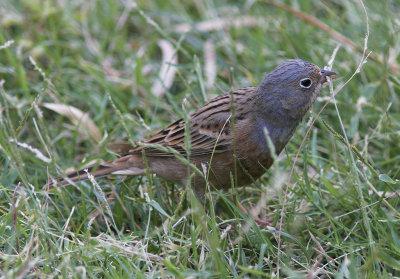 RostsparvCretzschmar's Bunting(Emberiza caesia)