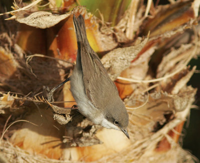 rtsngareLesser Whitethroat(Sylvia curruca)