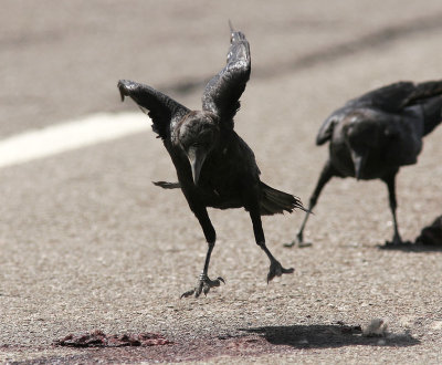 kenkorpBrown-necked Raven(Corvus ruficollis)