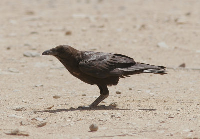 kenkorpBrown-necked Raven(Corvus ruficollis)