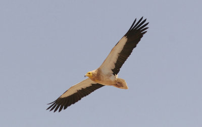 SmutsgamEgyptian Vulture(Neophron percnopterus)