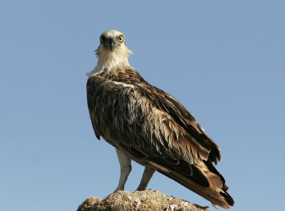 Fiskgjuse<br/>Osprey<br/>(Pandion haliaetus)