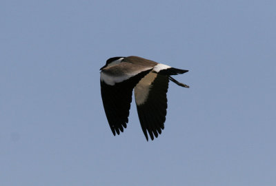 SporrvipaSpur-winged Lapwing(Vanellus spinosus)