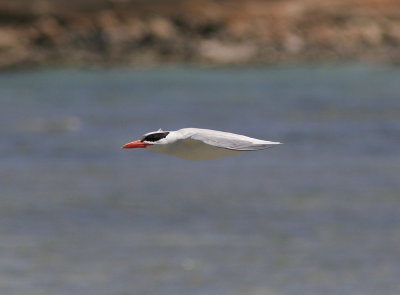 SkrntrnaCaspian Tern(Hydroprogne caspia)