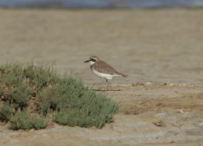 kenpipareGreater Sand Plover(Charadrius leschenaultii)