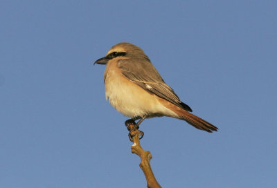 IsabellatrnskataIsabelline Shrike(Lanius isabellinus)