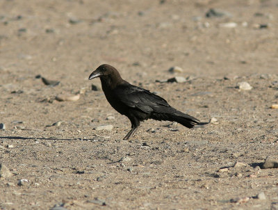 kenkorpBrown-necked Raven(Corvus ruficollis)