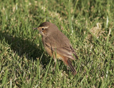 BlhakeBluethroat(Luscinia svecica)