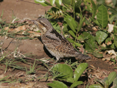 GktytaEurasian Wryneck(Jynx torquilla)