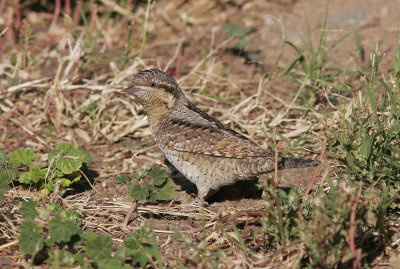 GktytaEurasian Wryneck(Jynx torquilla)