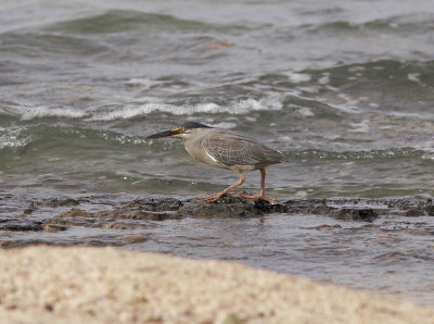 Mangrovehger<br/>Striated Heron<br/>(Butorides striata)