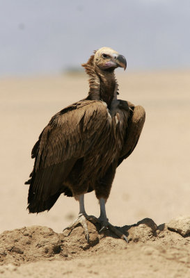 rongamLappet-faced Vulture(Torgos tracheliotus)