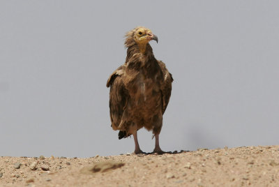 Smutsgam<br>Egyptian Vulture<br/>(Neophron percnopterus)