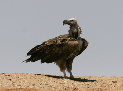 ÖrongamLappet-faced Vulture(Torgos tracheliotus)