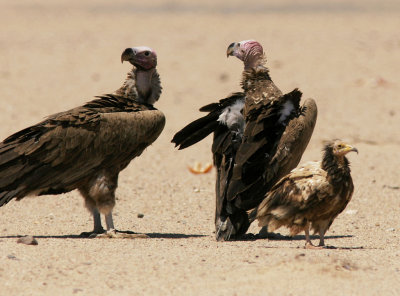 ÖrongamLappet-faced Vulture(Torgos tracheliotus)