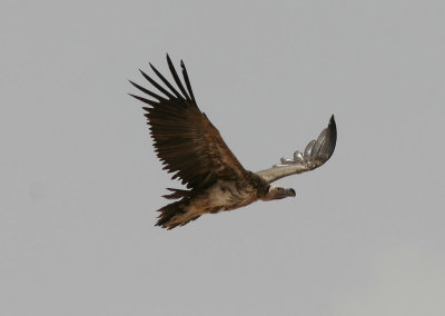 ÖrongamLappet-faced Vulture(Torgos tracheliotus)