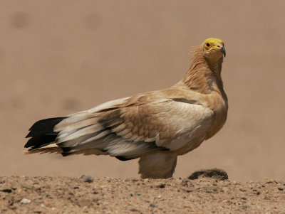 SmutsgamEgyptian Vulture(Neophron percnopterus)