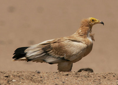 SmutsgamEgyptian Vulture(Neophron percnopterus)