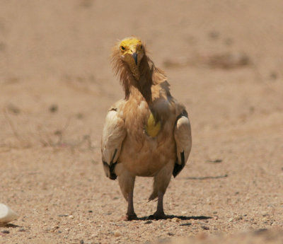 SmutsgamEgyptian Vulture(Neophron percnopterus)