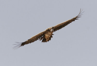 ÖrongamLappet-faced Vulture(Torgos tracheliotus)