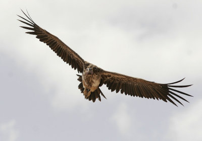 ÖrongamLappet-faced Vulture(Torgos tracheliotus)