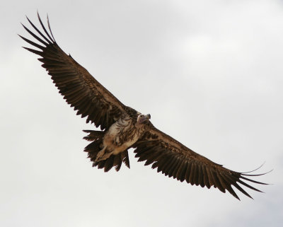 ÖrongamLappet-faced Vulture(Torgos tracheliotus)