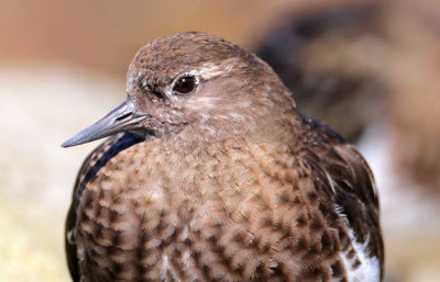 Black Turnstone
