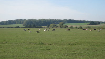 IMG_2707.jpg
