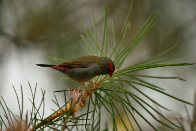 Red Brow Finch 