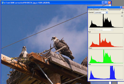 Frame 9 from RAW correct and histogram.jpg