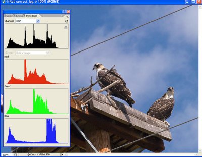 Frame 10 - Red correct with Histogram.jpg