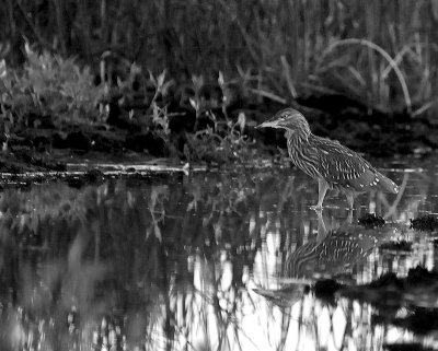 BW A W lawnP9049069-03.jpg