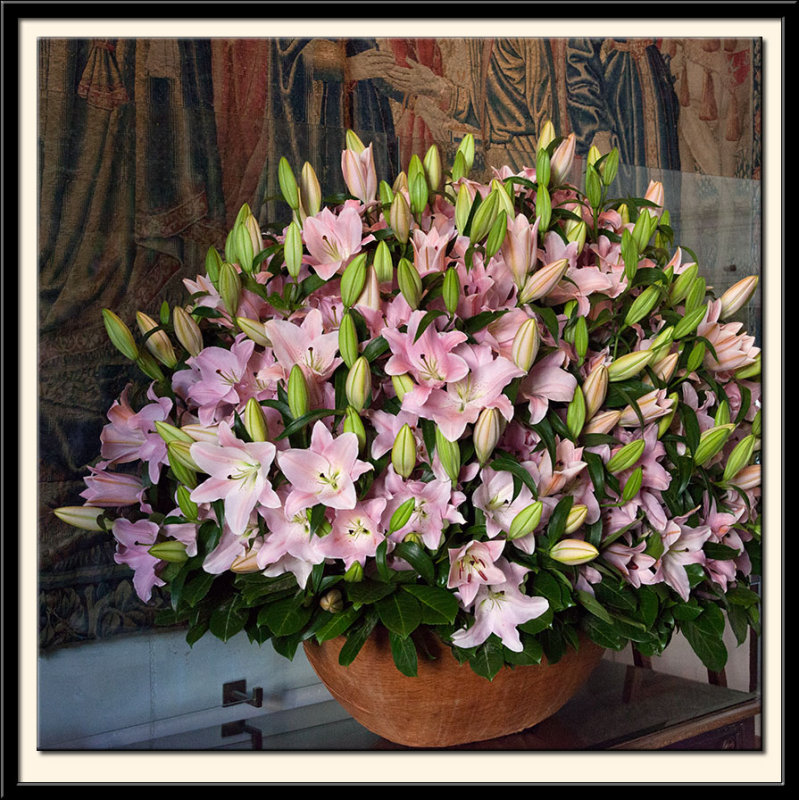 Pink Lilies