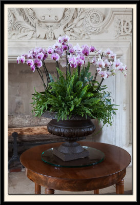 Orchids with Ferns