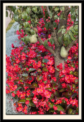 Pear Tree with Begonias