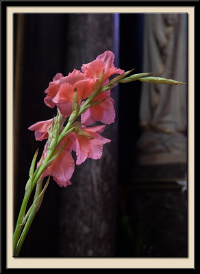 Gladioli