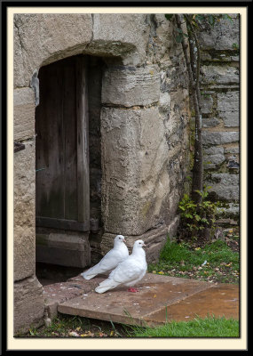 Doves in their Doorway
