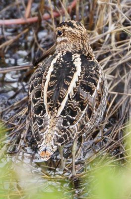Wilson's Snipe 2