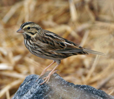 Savannah Sparrow 1