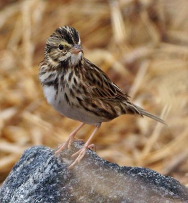 Savannah Sparrow 2