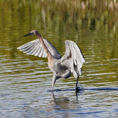 Little Blue Heron 4