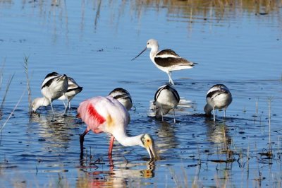 Roseate Spoonbill & American Avocet