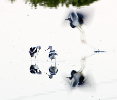 American Avocet 2
