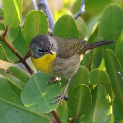 Common Yellowthroat 3