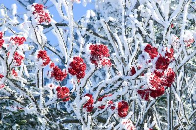 Rime Ice and Red Berries