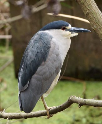Black-crowned Night Heron 1