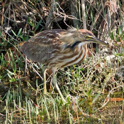 American Bittern 3