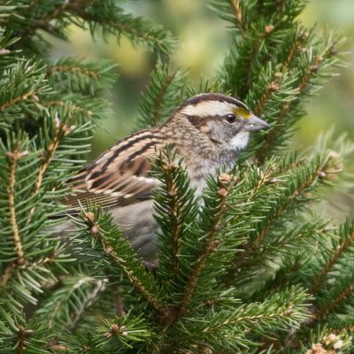 White-throated Sparrow 3 - tan-striped morph