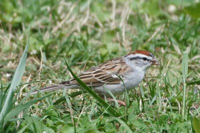 Chipping Sparrow 1