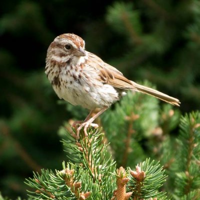 Song Sparrow 1